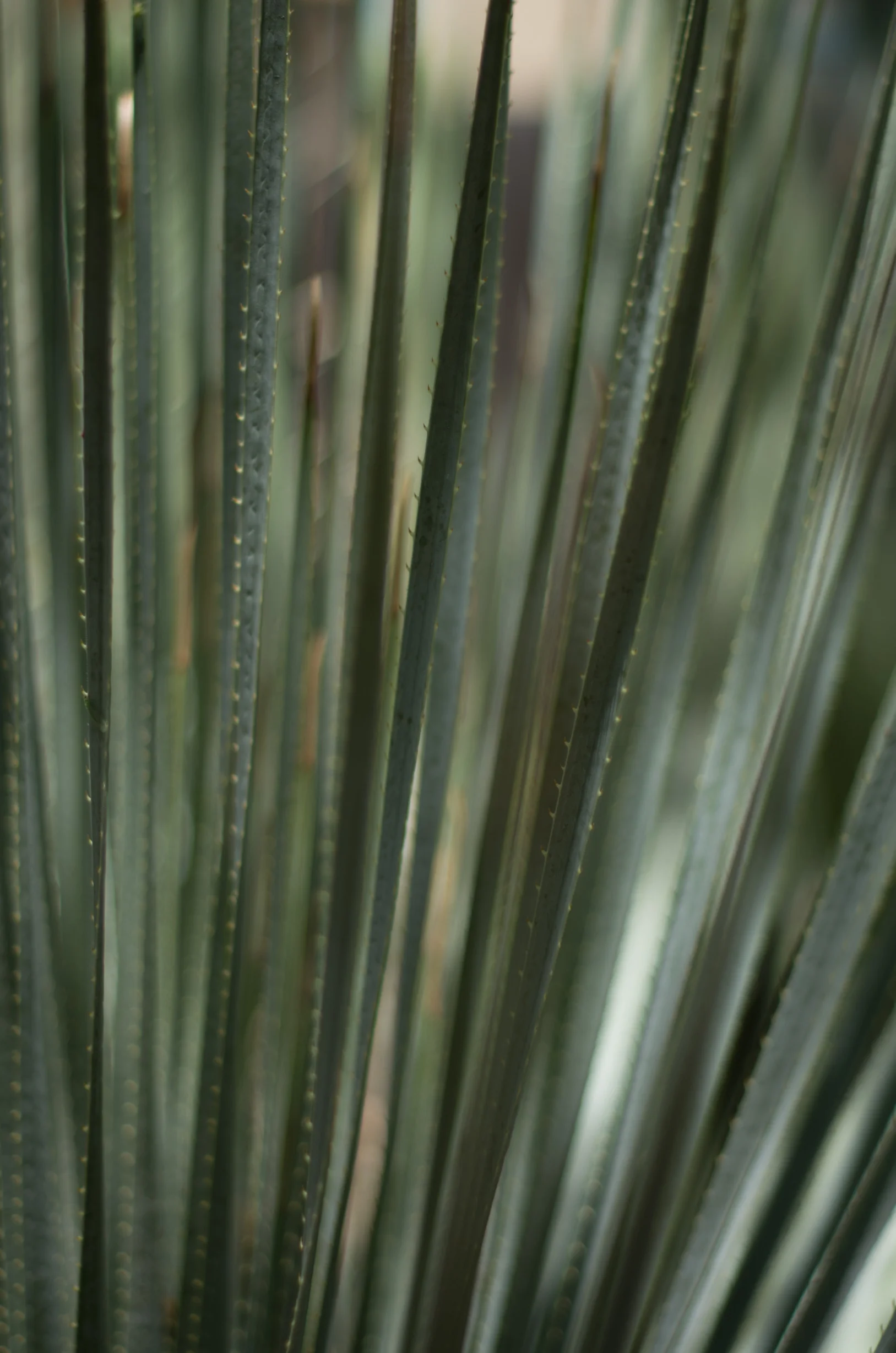 _IGP2210.jpg