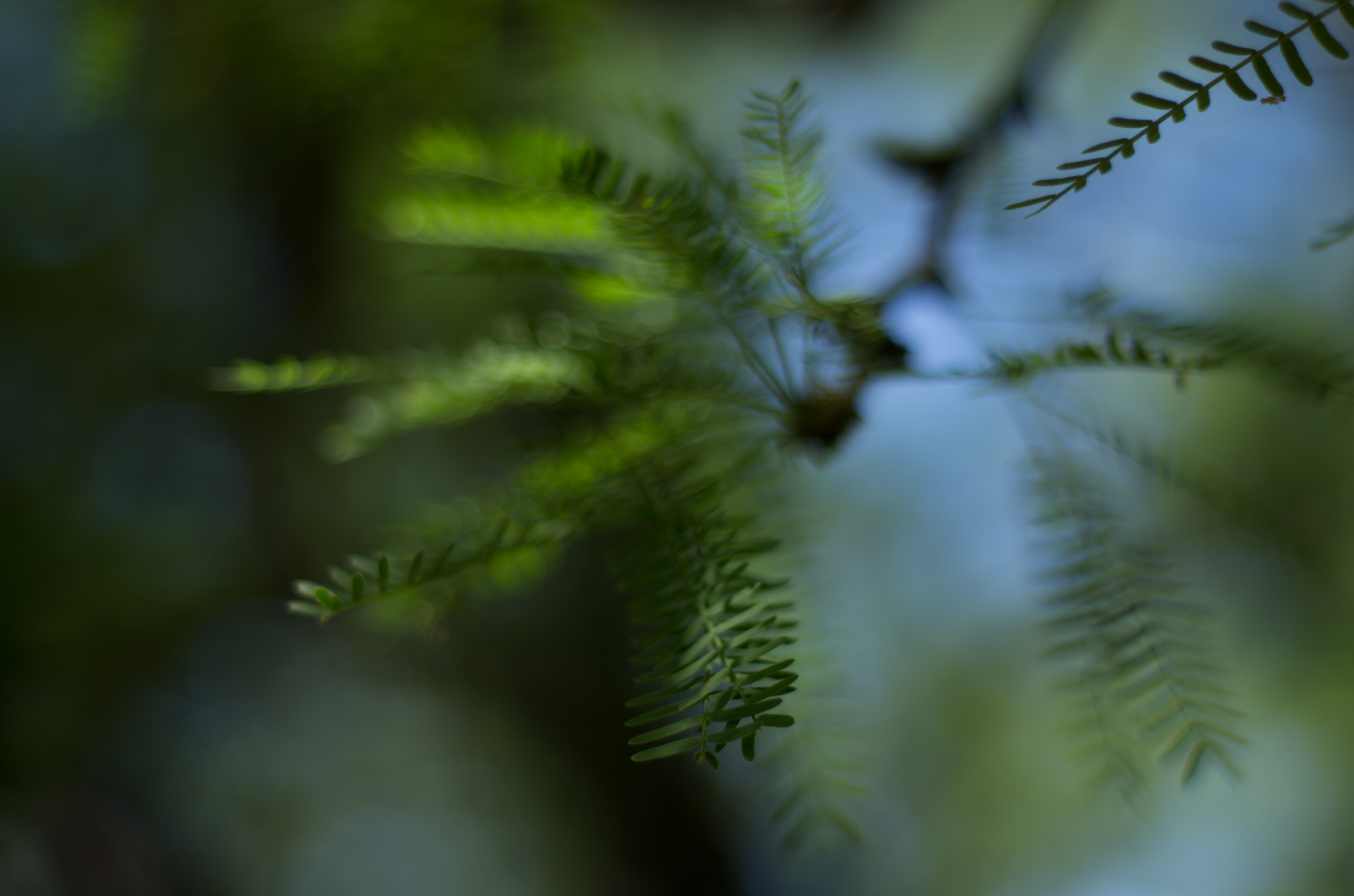 _IGP2240.jpg