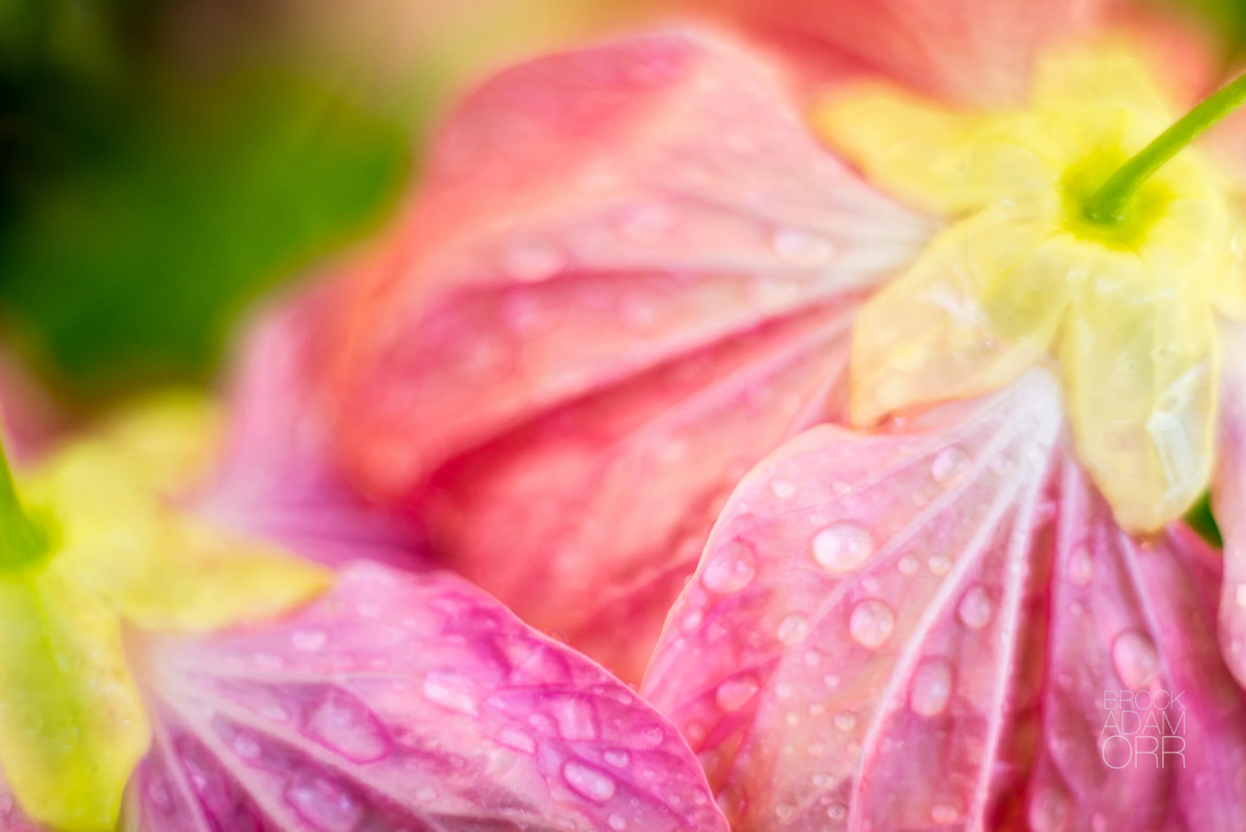 20130402-_DSC8348.jpg