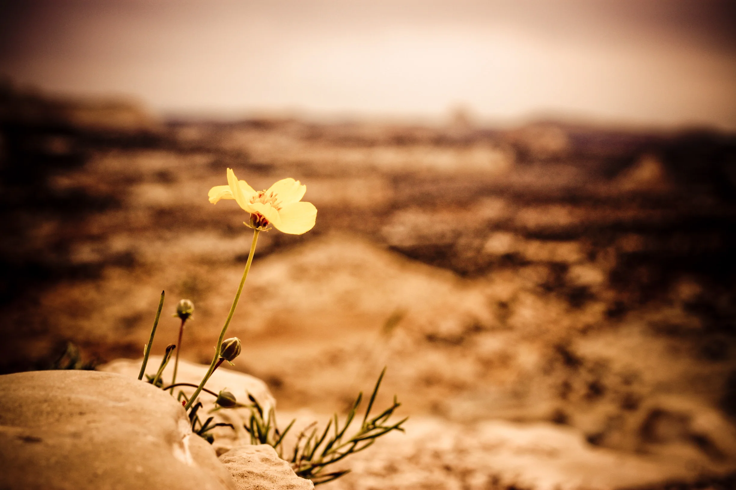 IMG_3006-1.jpg