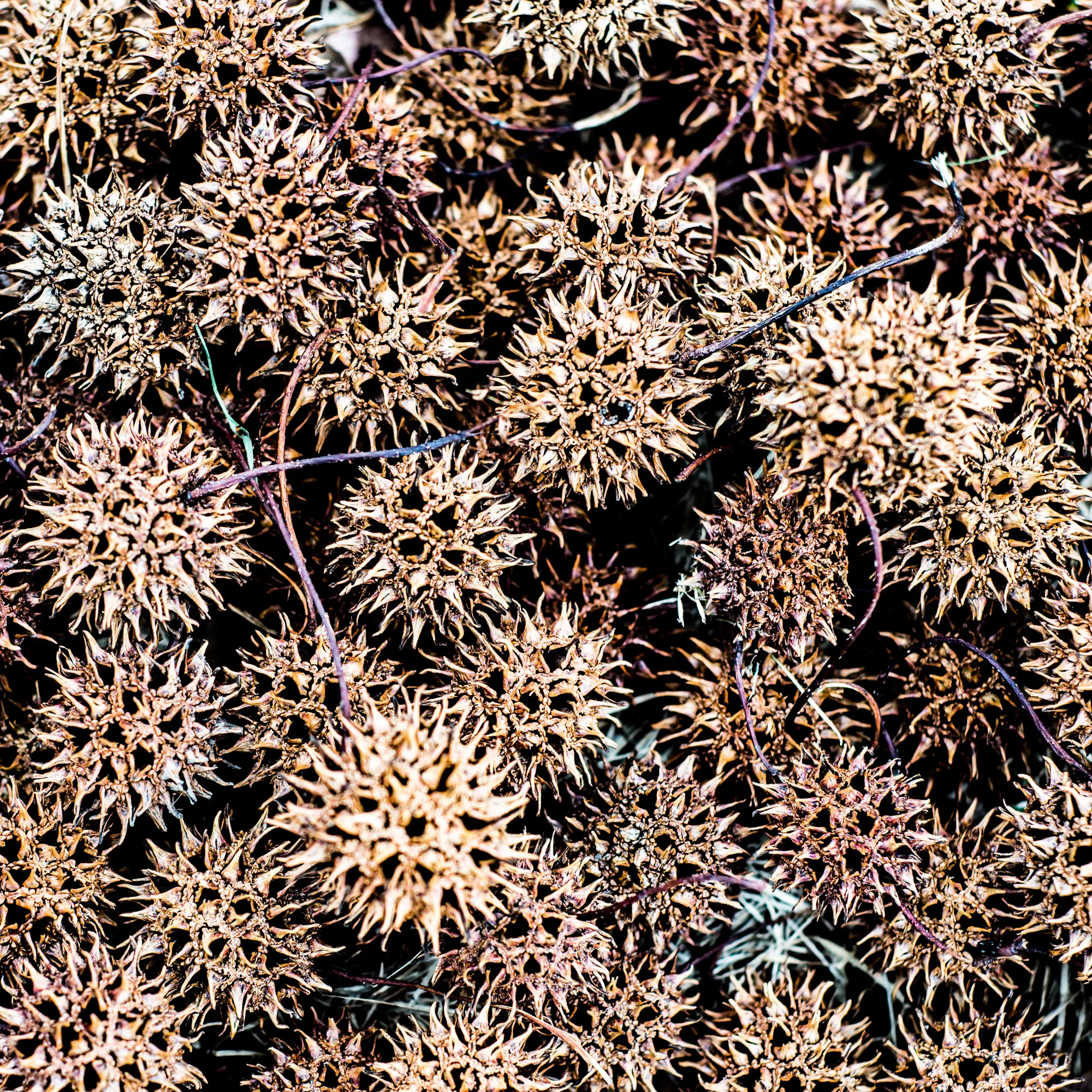 _DSC8799.jpg