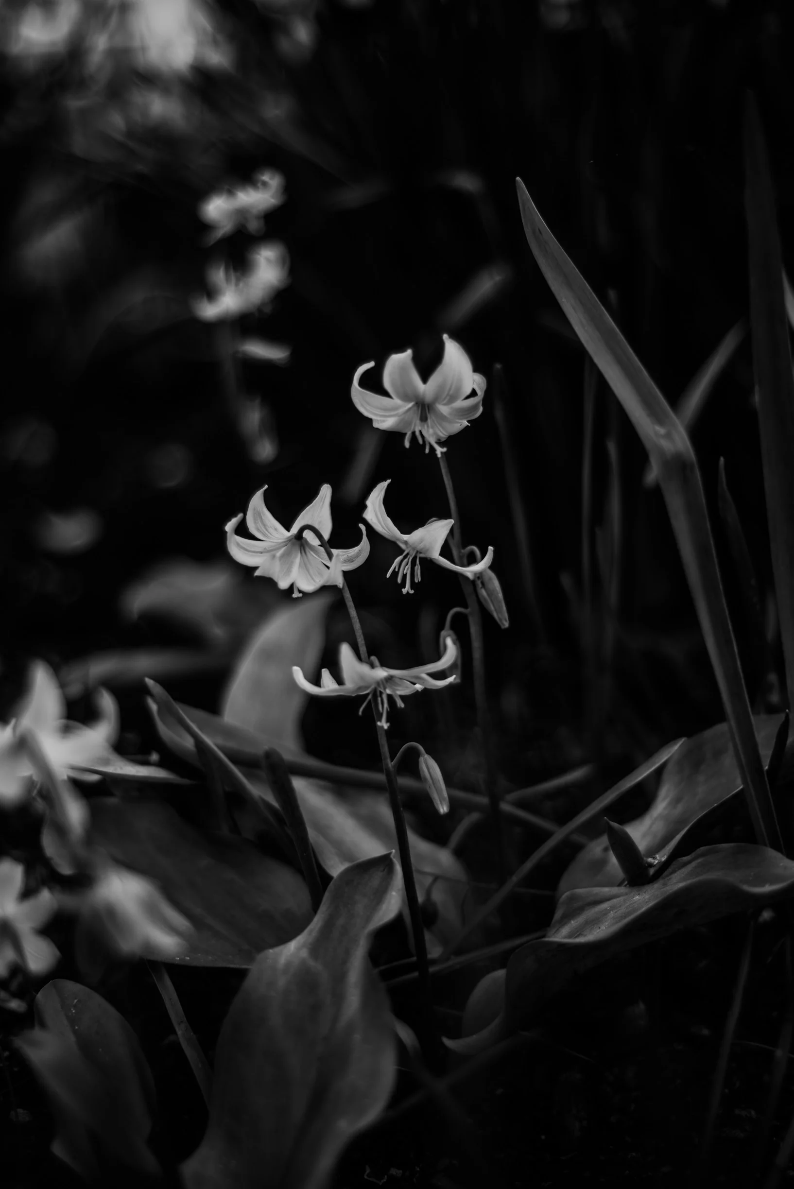 _DSC9257.jpg