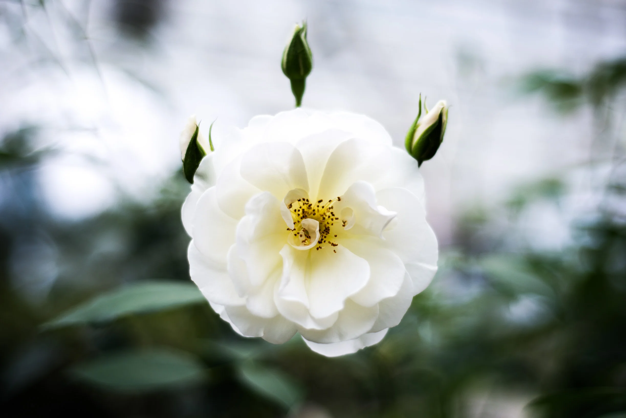 _DSC9488.jpg