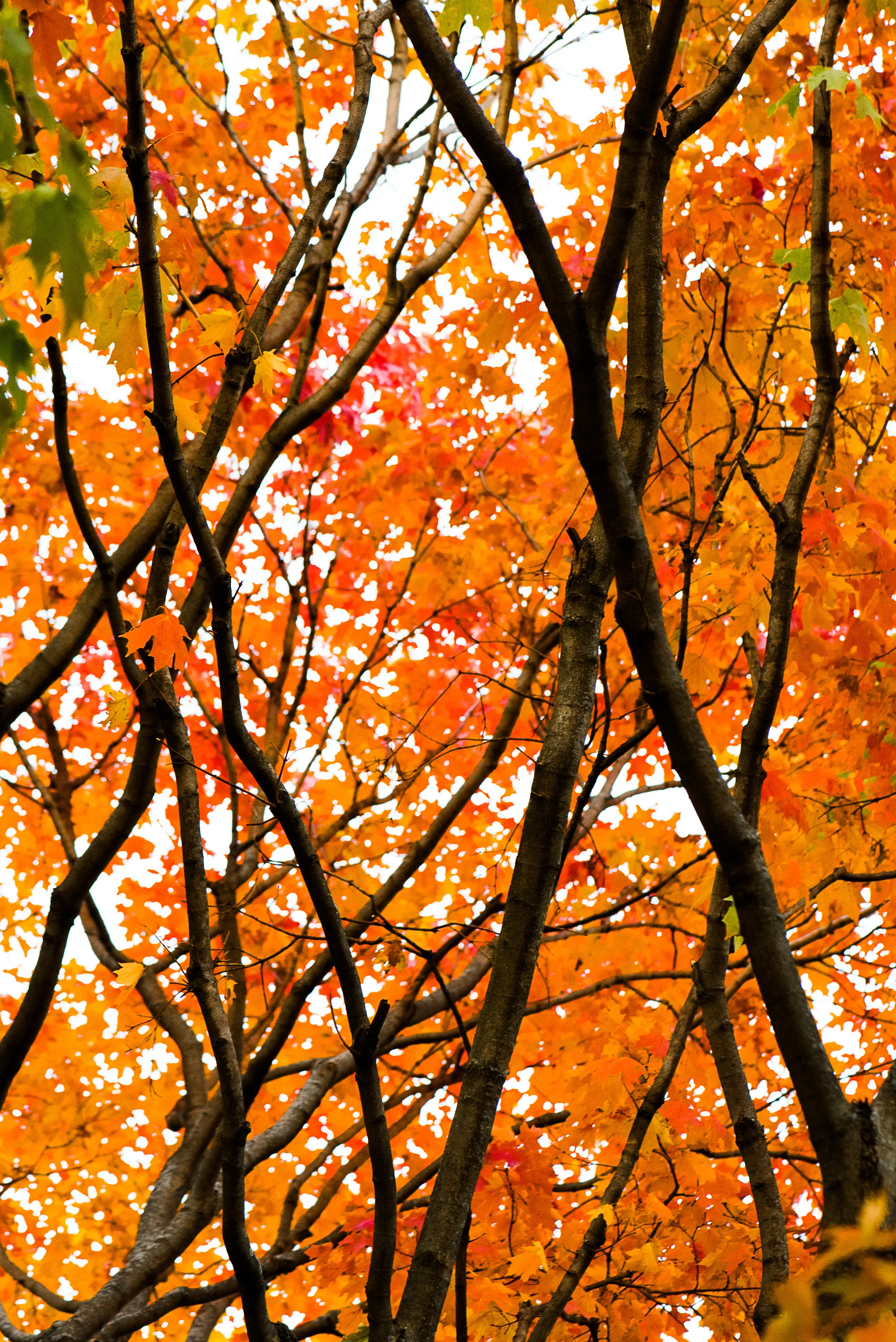 DSC_8571.jpg