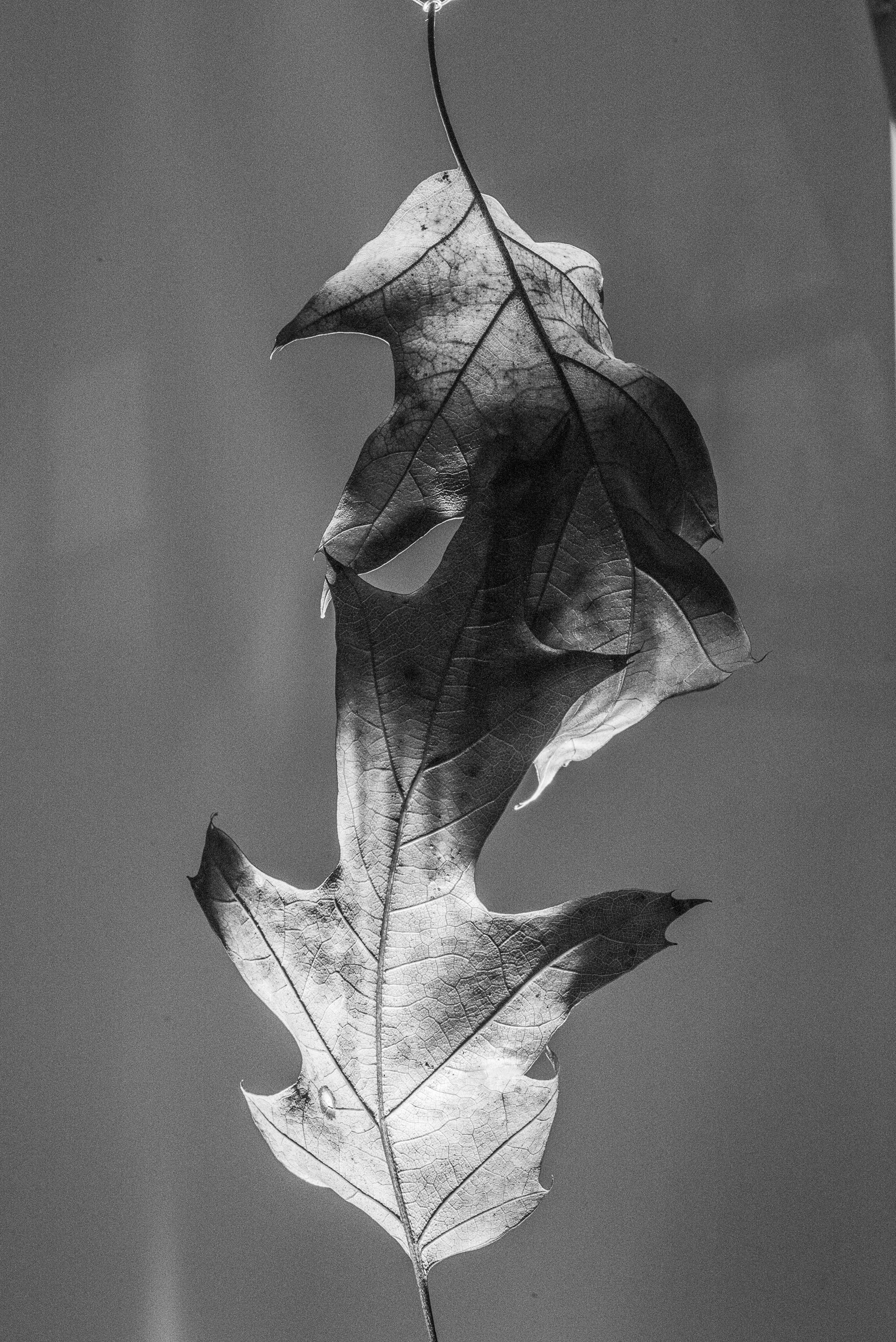 DSC_9218.jpg