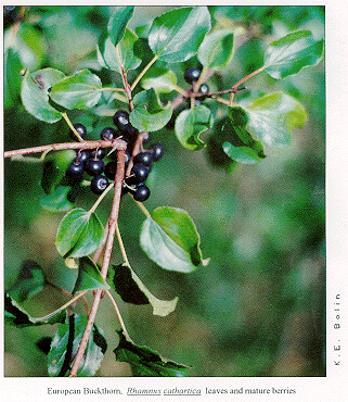 Buckthorn leaves and fruit