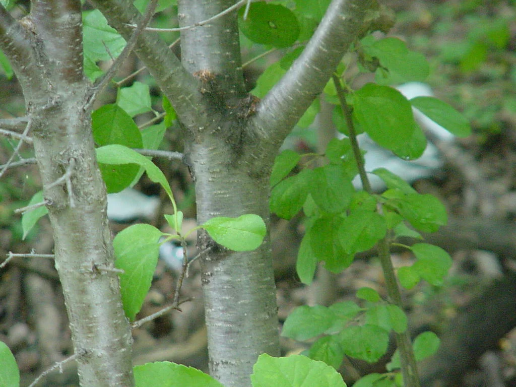 Buckthorn bark 