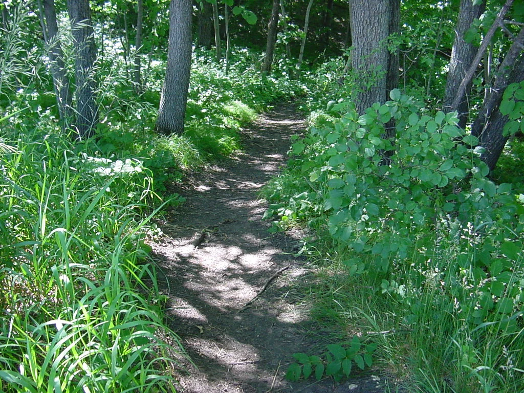 Buckthorn invading a woodland 