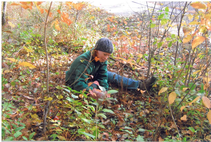 Pulling young buckthorn plants by hand