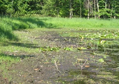 Water levels in wetlands can vary seasonally.