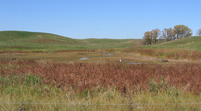 Your community (municipality, watershed district, or homeowners association) may have shoreline or buffer restrictions that regulate clearing of vegetation around wetlands.