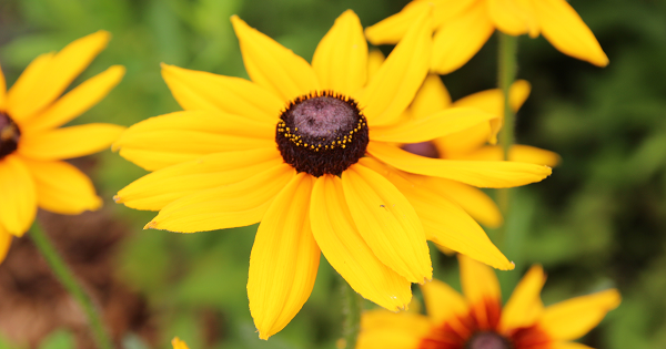 Native planting for water stewardship (Woodbury)
