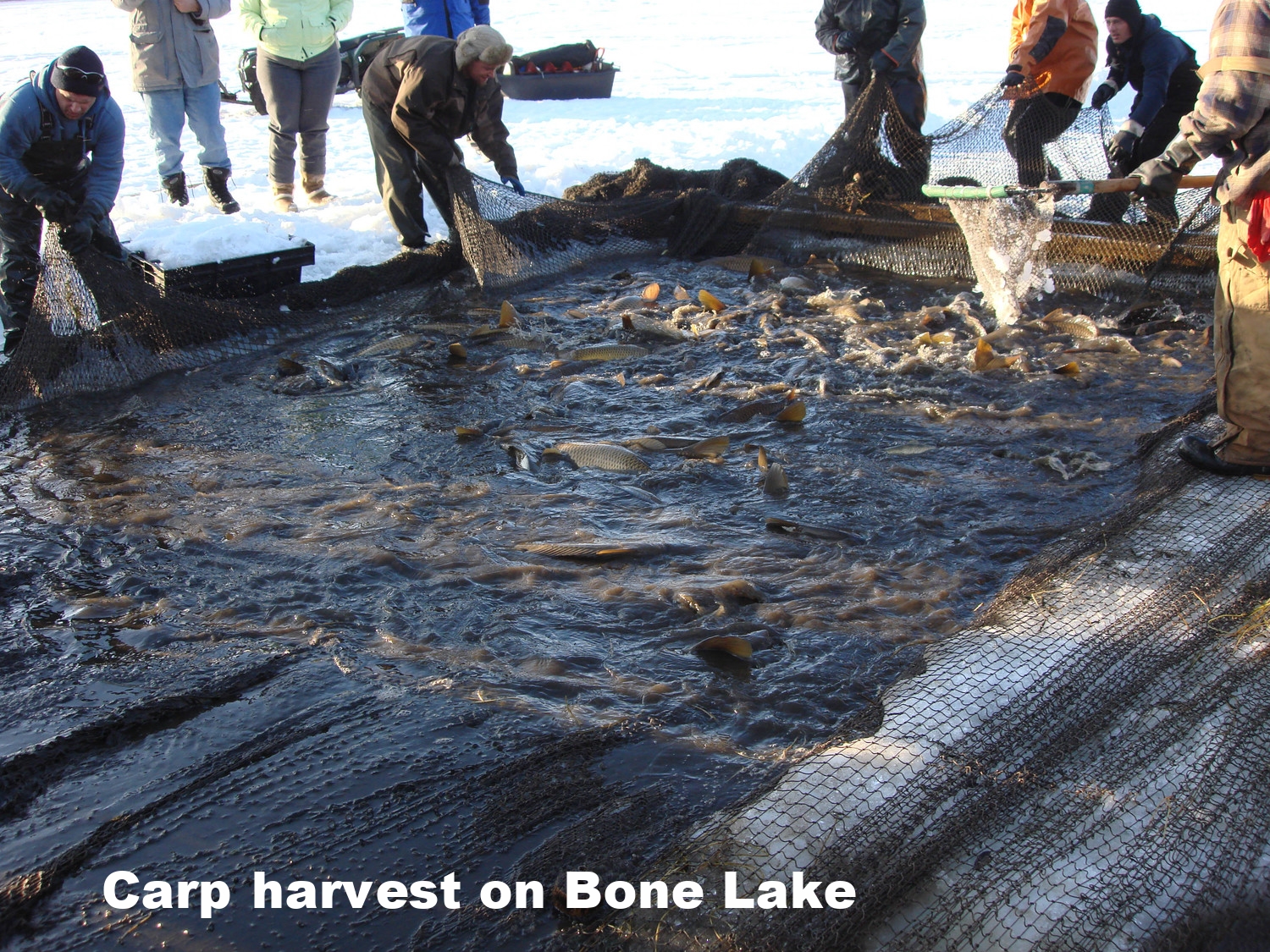 CLFLWD carp harvest in Bone Lake 2010.jpg