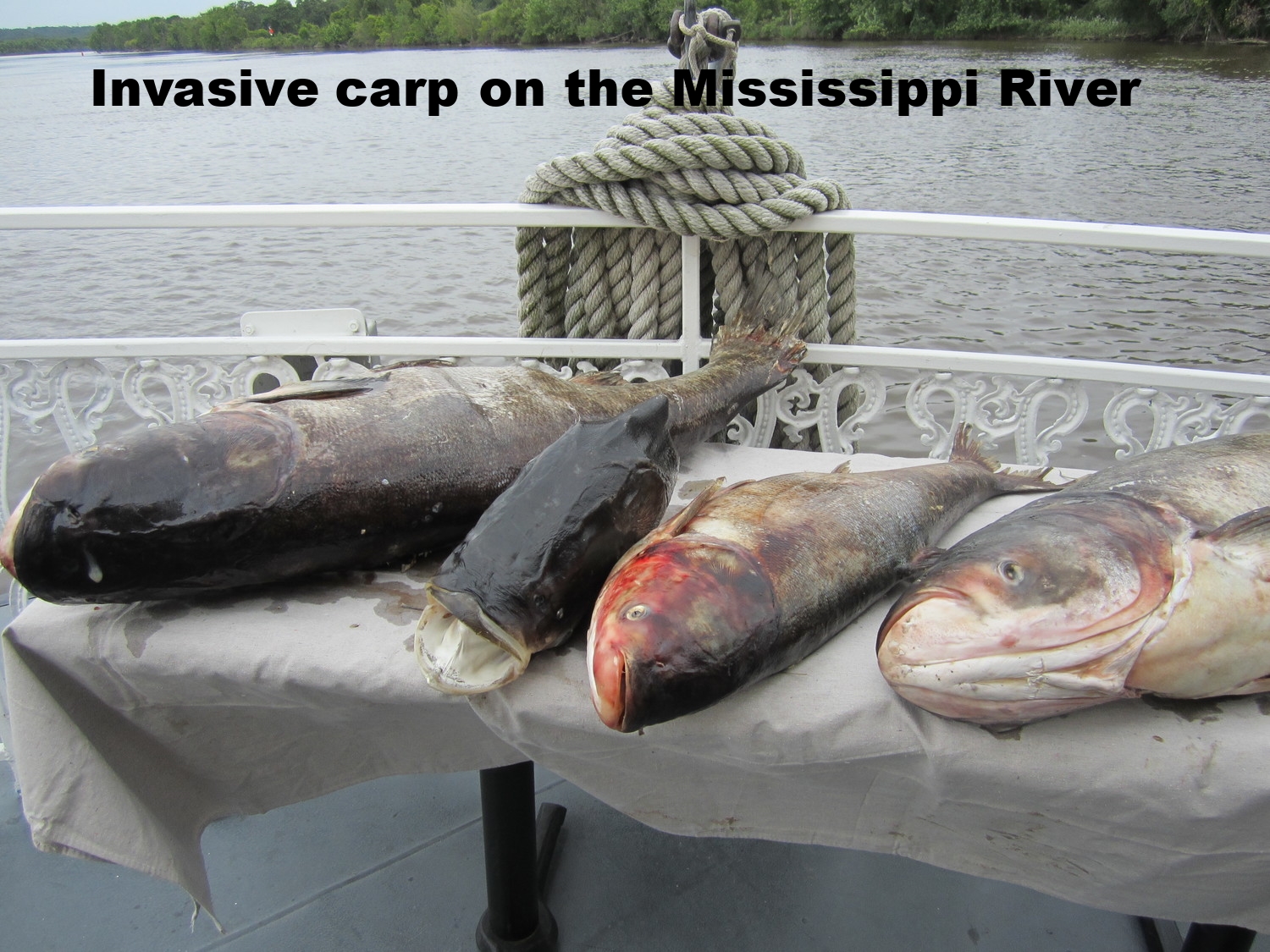 Asian carp displayed during Mississippi River boat tour.JPG