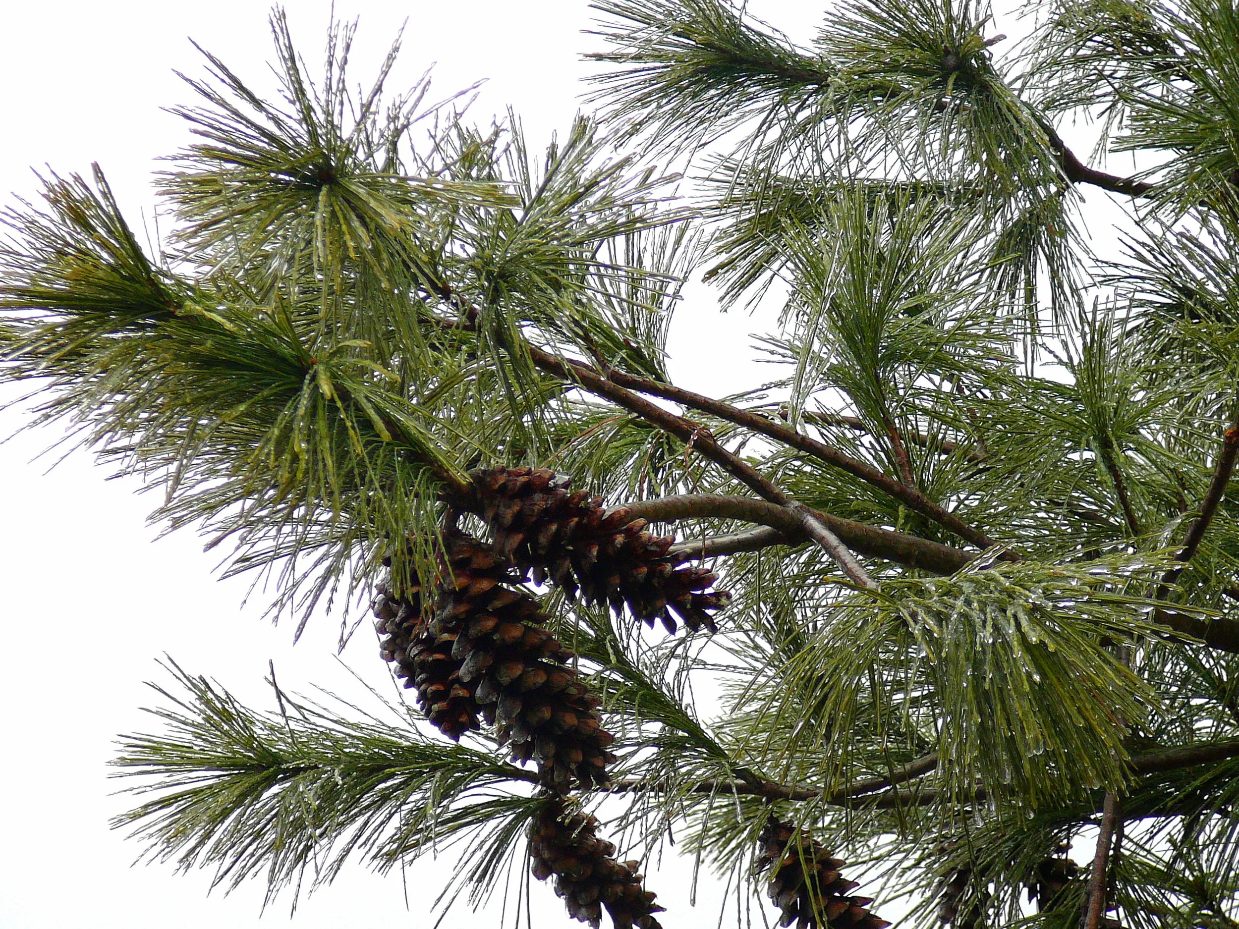 White Pine_cones.jpg