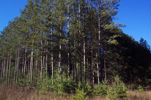 Red Pine.jpg