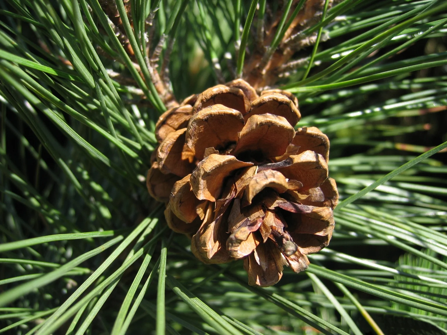 Red Pine_cones2.jpg