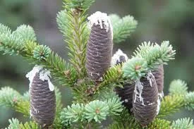 Balsam Fir_cones.jpg