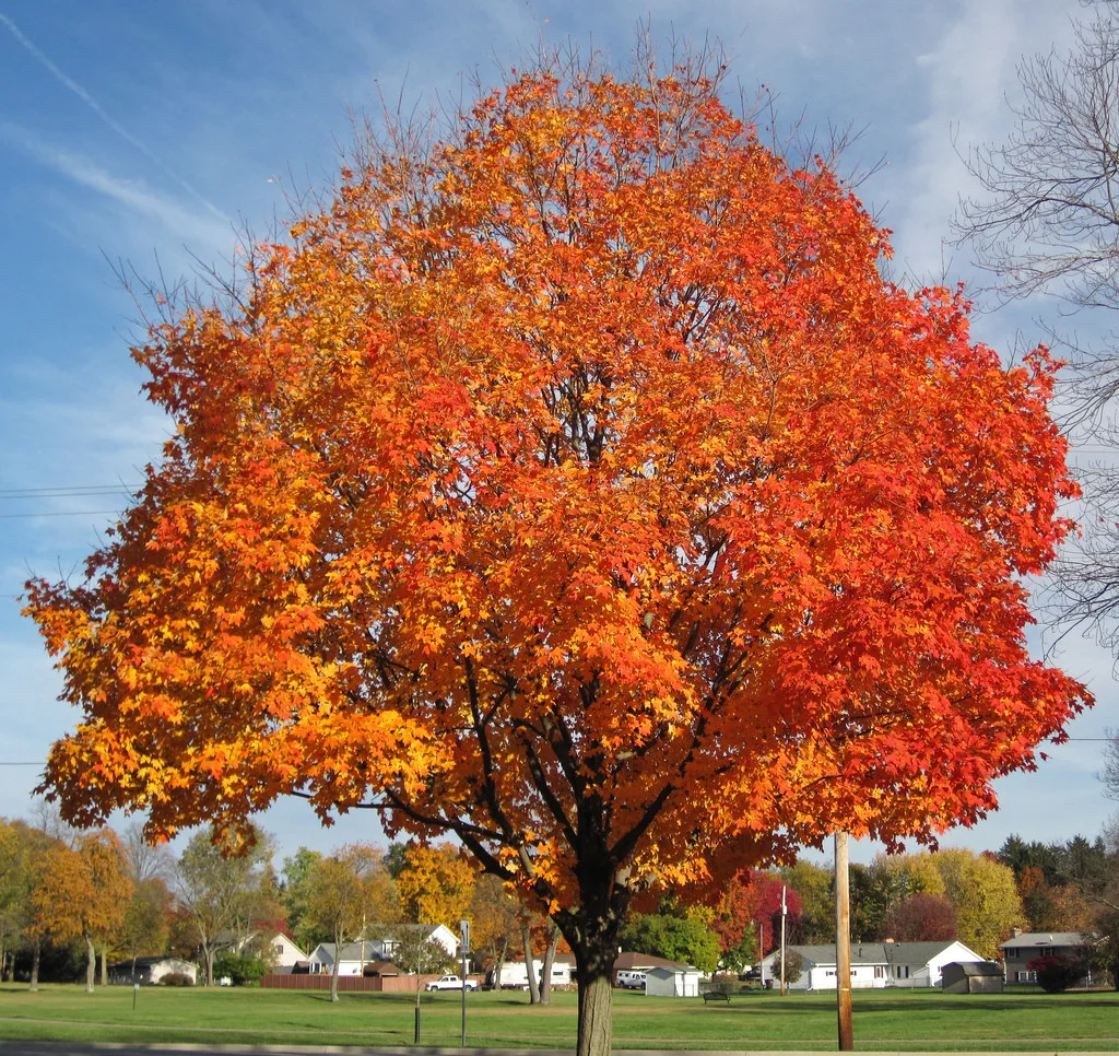 Sugar Maple.jpg