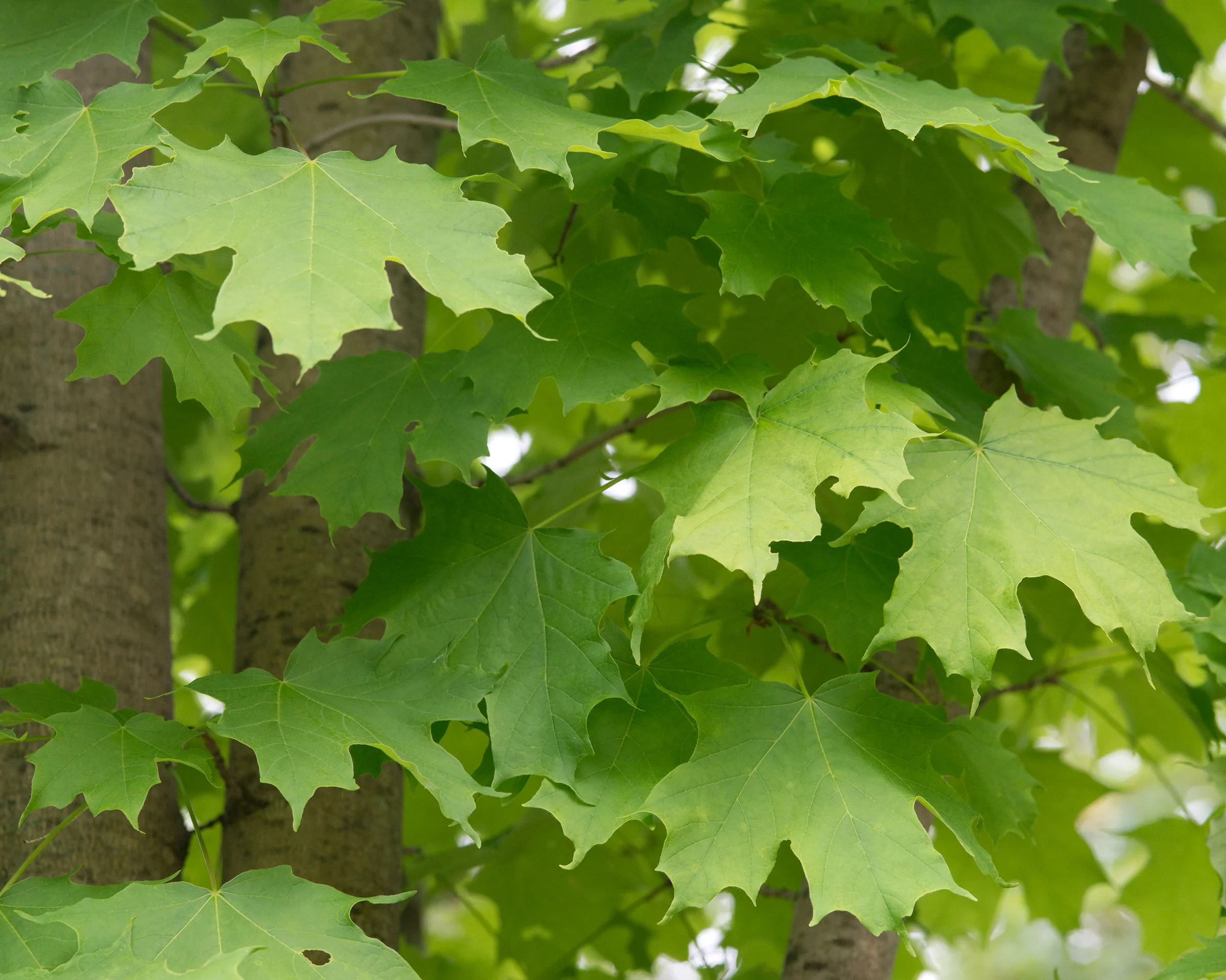 Sugar Maple_leaves.jpg