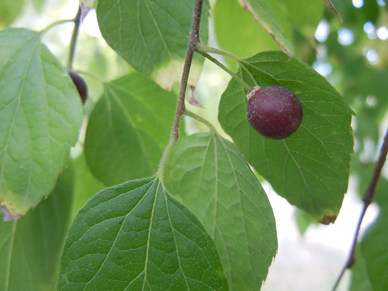 Hackberry_leaves.jpg