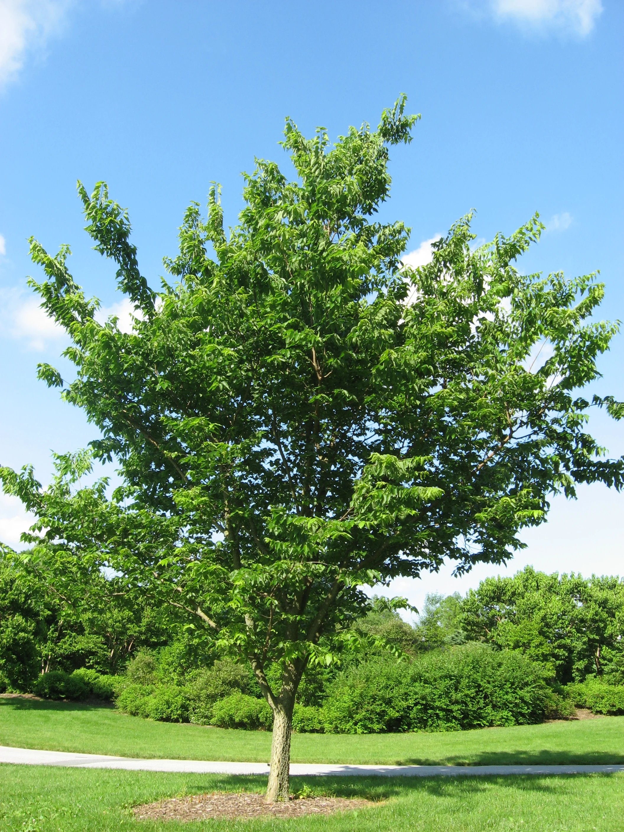 Hackberry.jpg