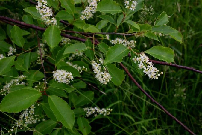 Black Cherry_leaves and flowers.JPG