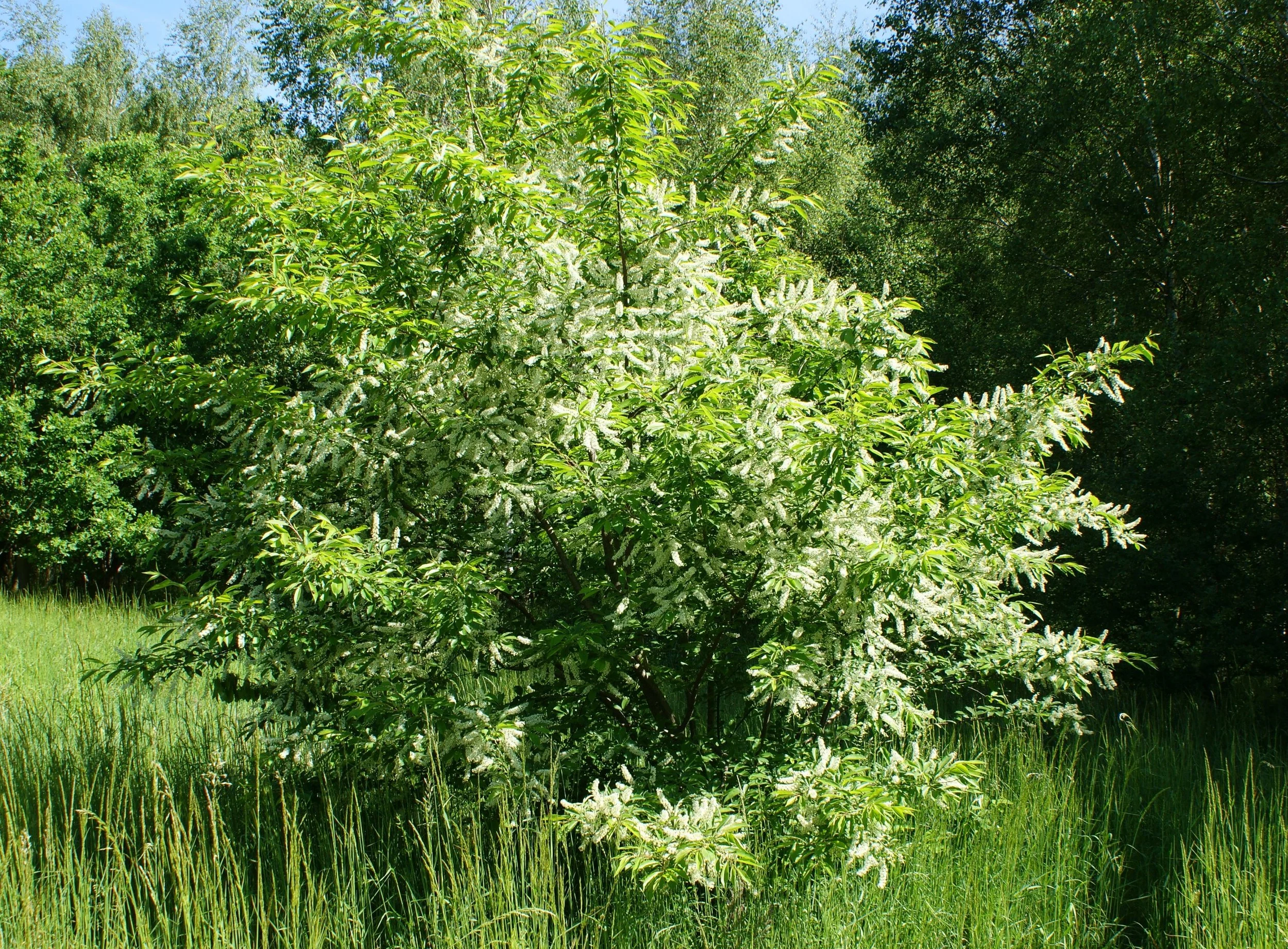 Black Cherry.jpg
