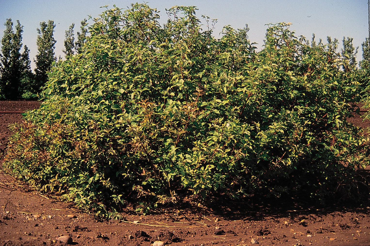 Red-Osier Dogwood.jpg