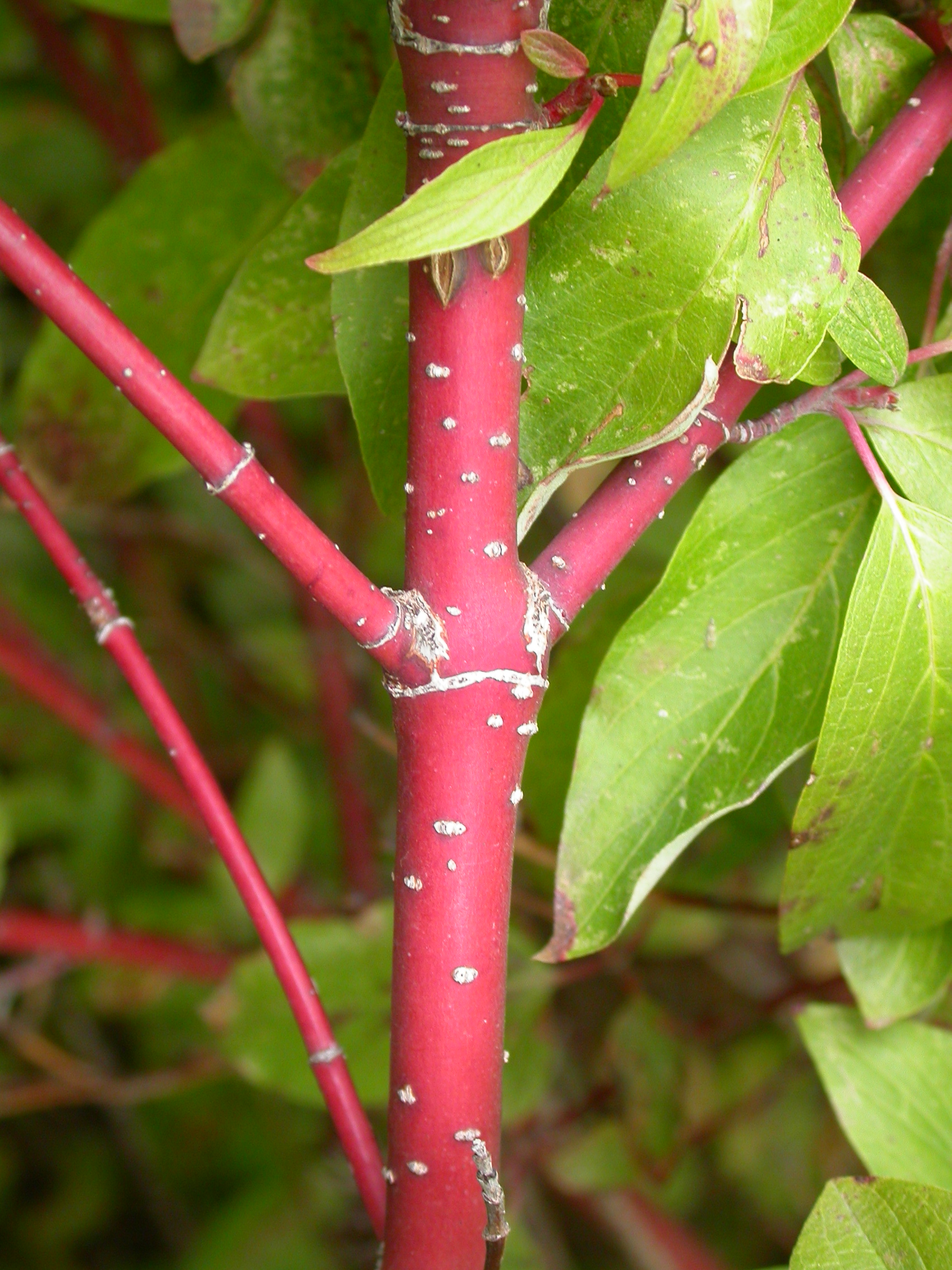 Red-Osier Dogwood_branch.jpg