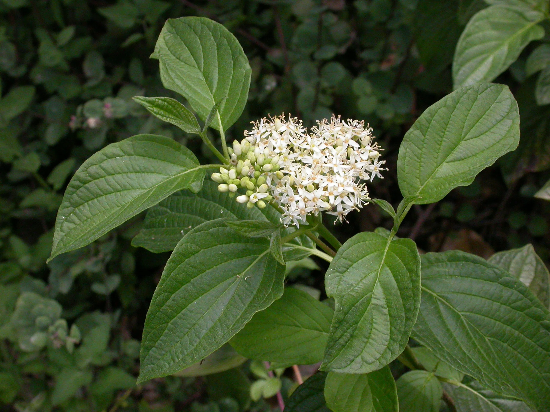 Red-Osier Dogwood_inbloom.jpg