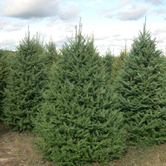 Fir-Balsam.png