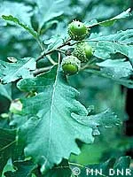 Swamp White Oak_acorns.jpg