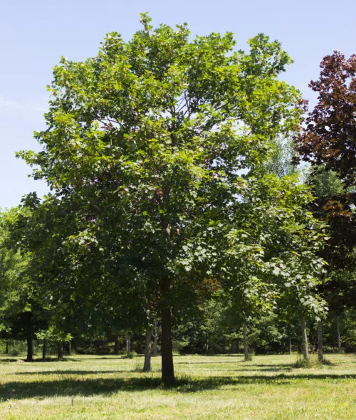 Swamp White Oak.jpg