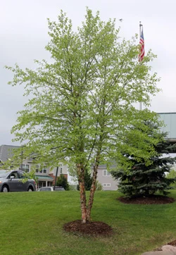 River Birch.jpg