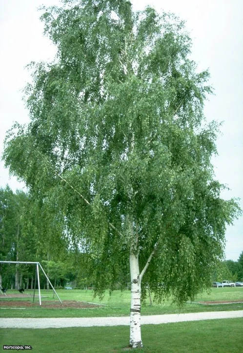 Paper Birch.jpg
