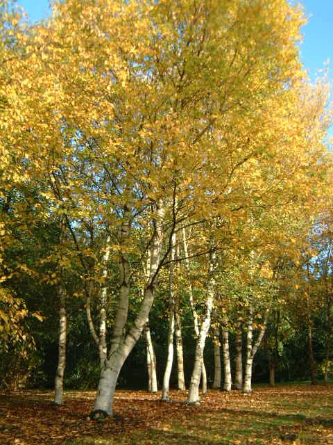 Paper Birch_fall.jpg