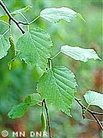 Paper Birch_leaves2.JPG