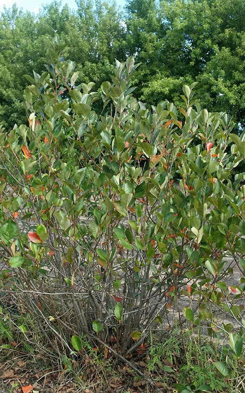 Black Chokeberry.jpg