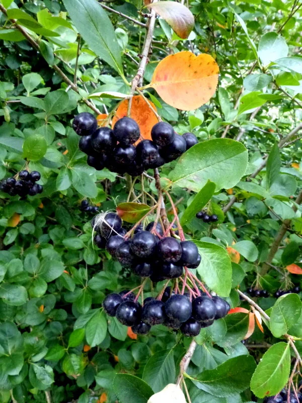 Black Chokeberry_berries.jpg