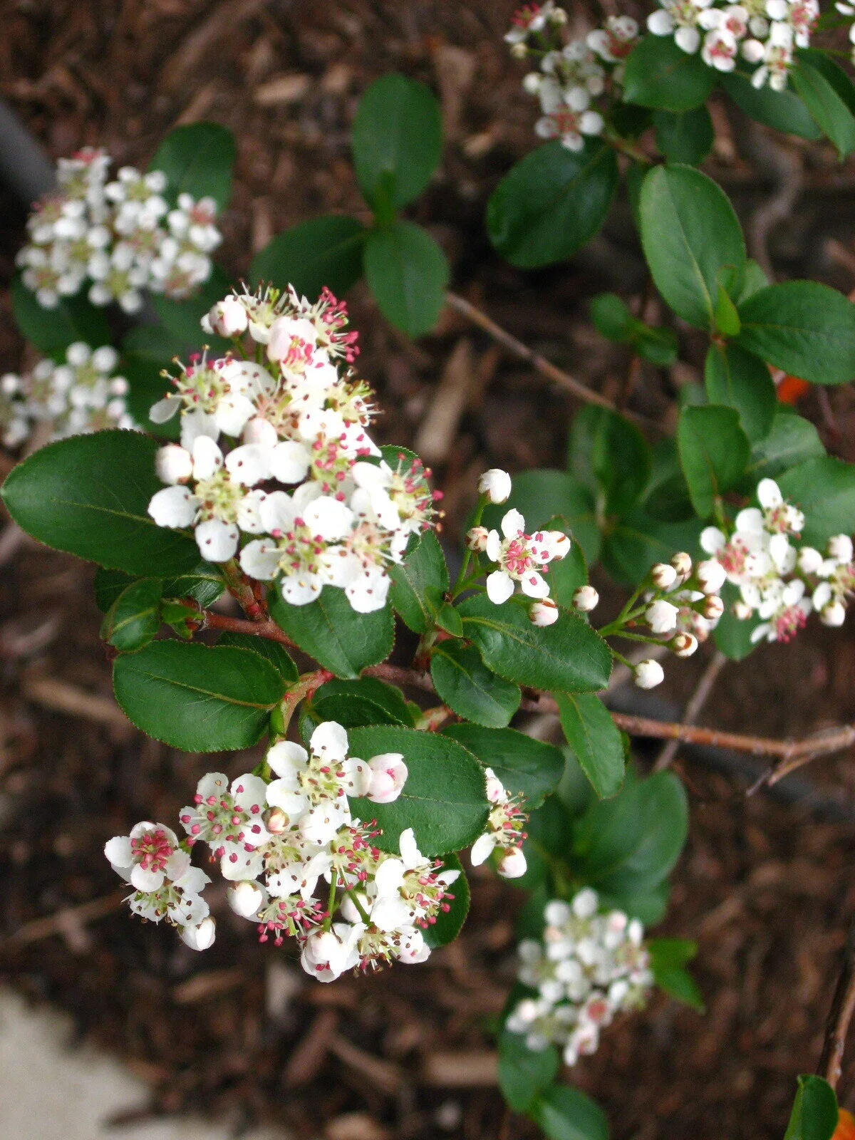 Black Chokeberry_flowers.jpg