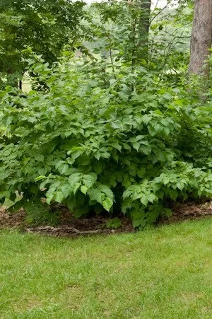 Hazelnut_2.jpg