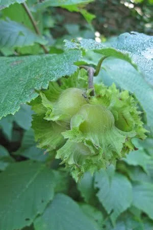 Hazelnut_3.jpg
