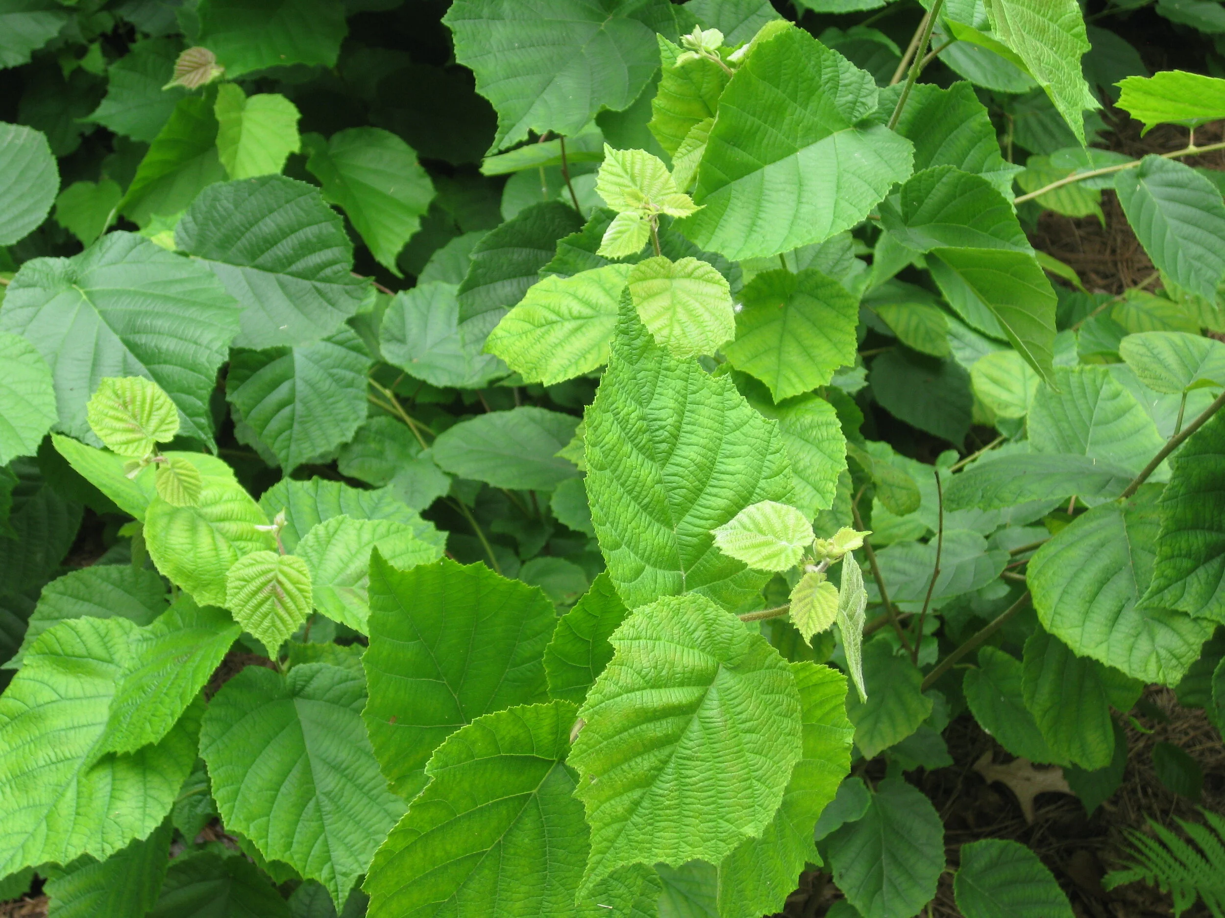 Hazelnut_4.jpg
