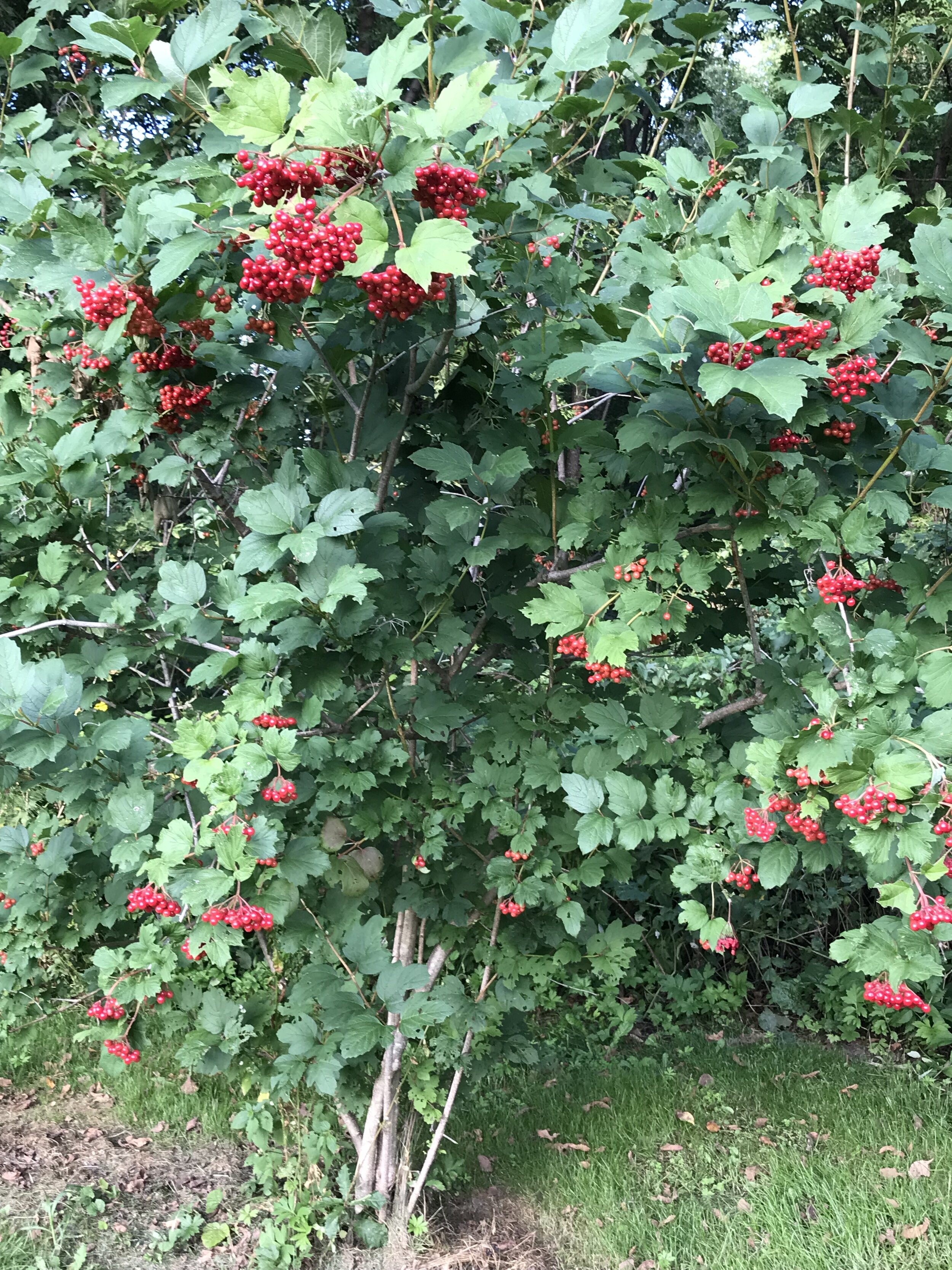 Highbush Cranberry_4.JPG