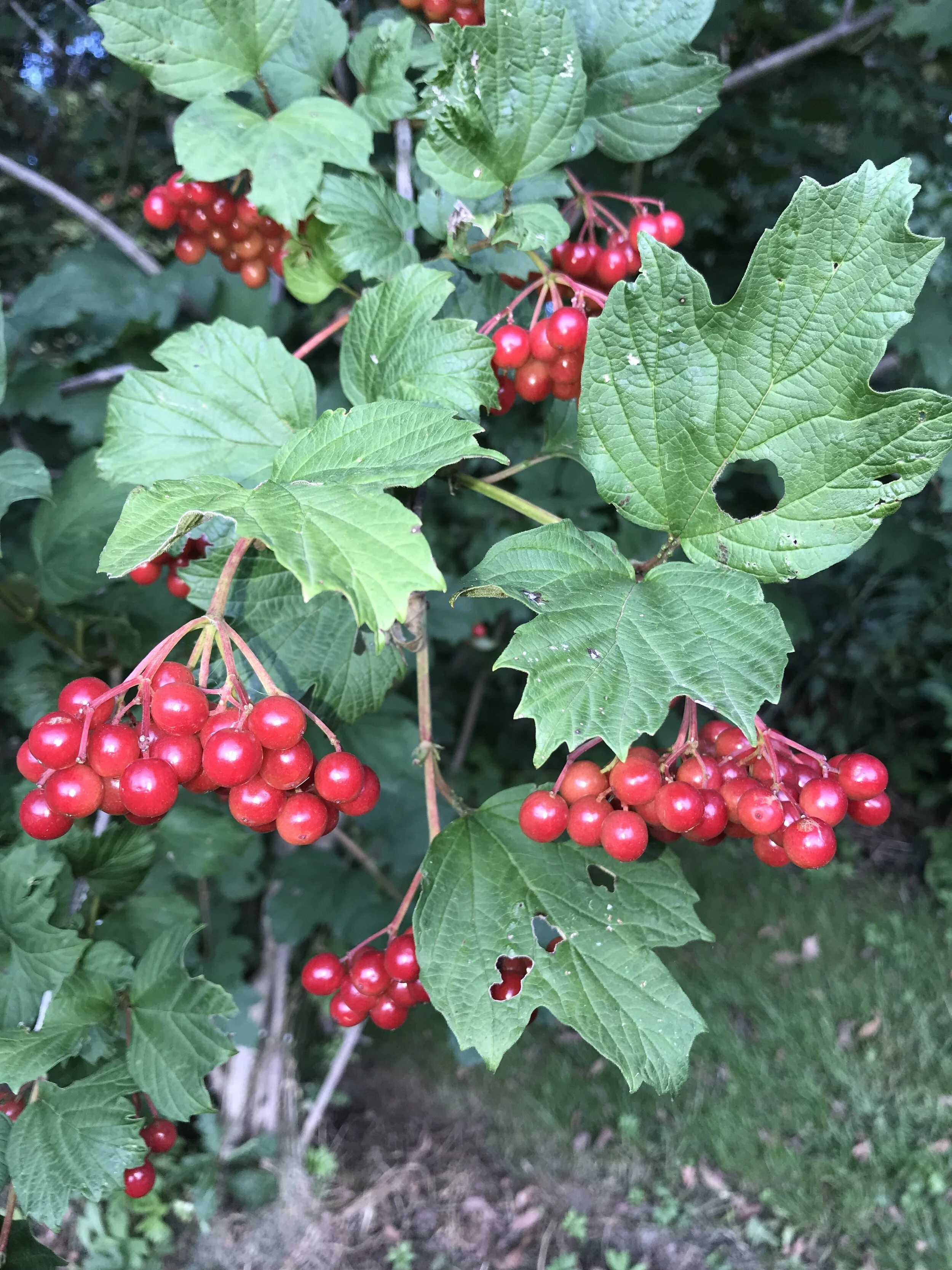 Highbush Cranberry_berries.JPG