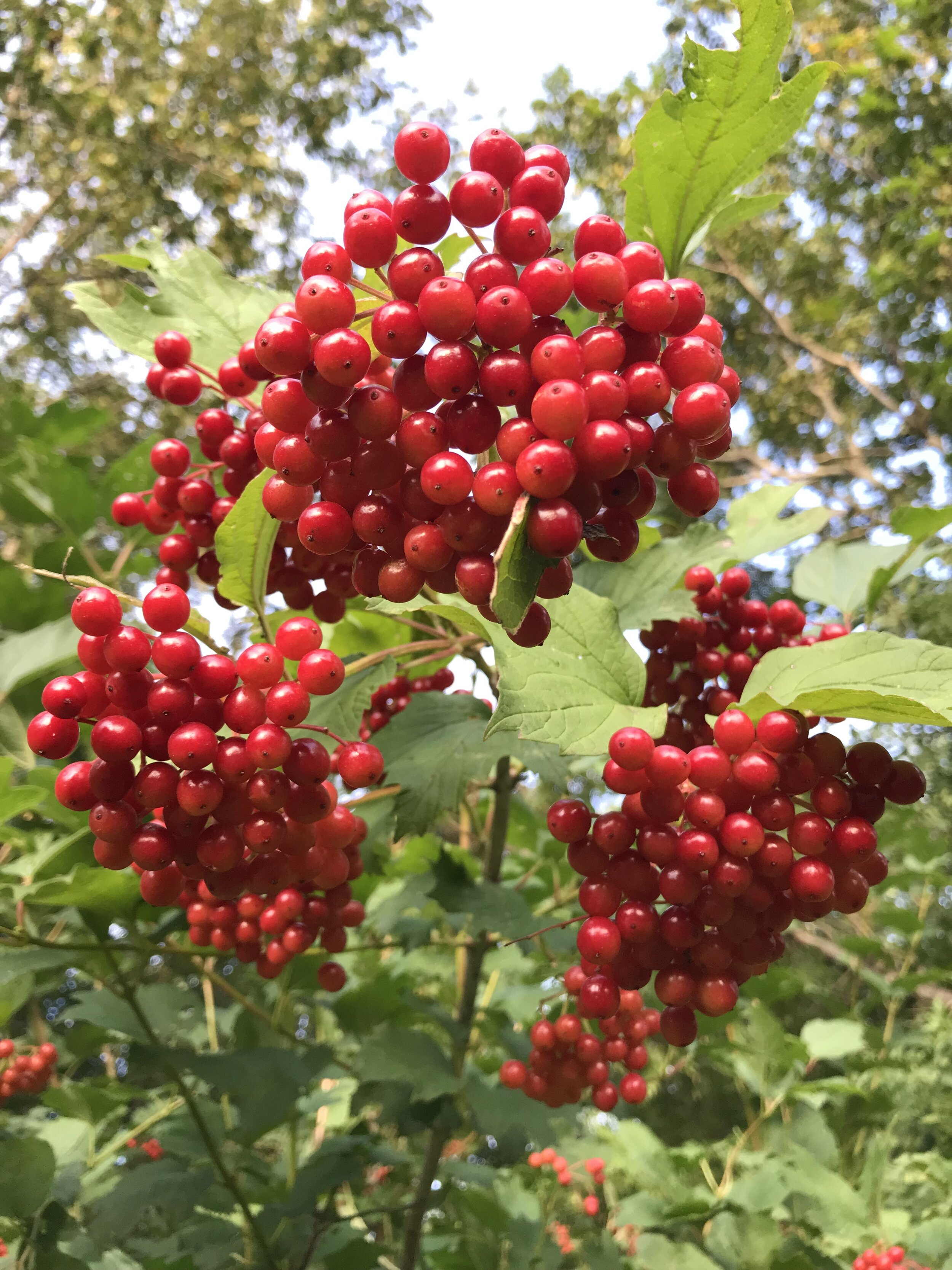 Highbush Cranberry_berries_3.JPG