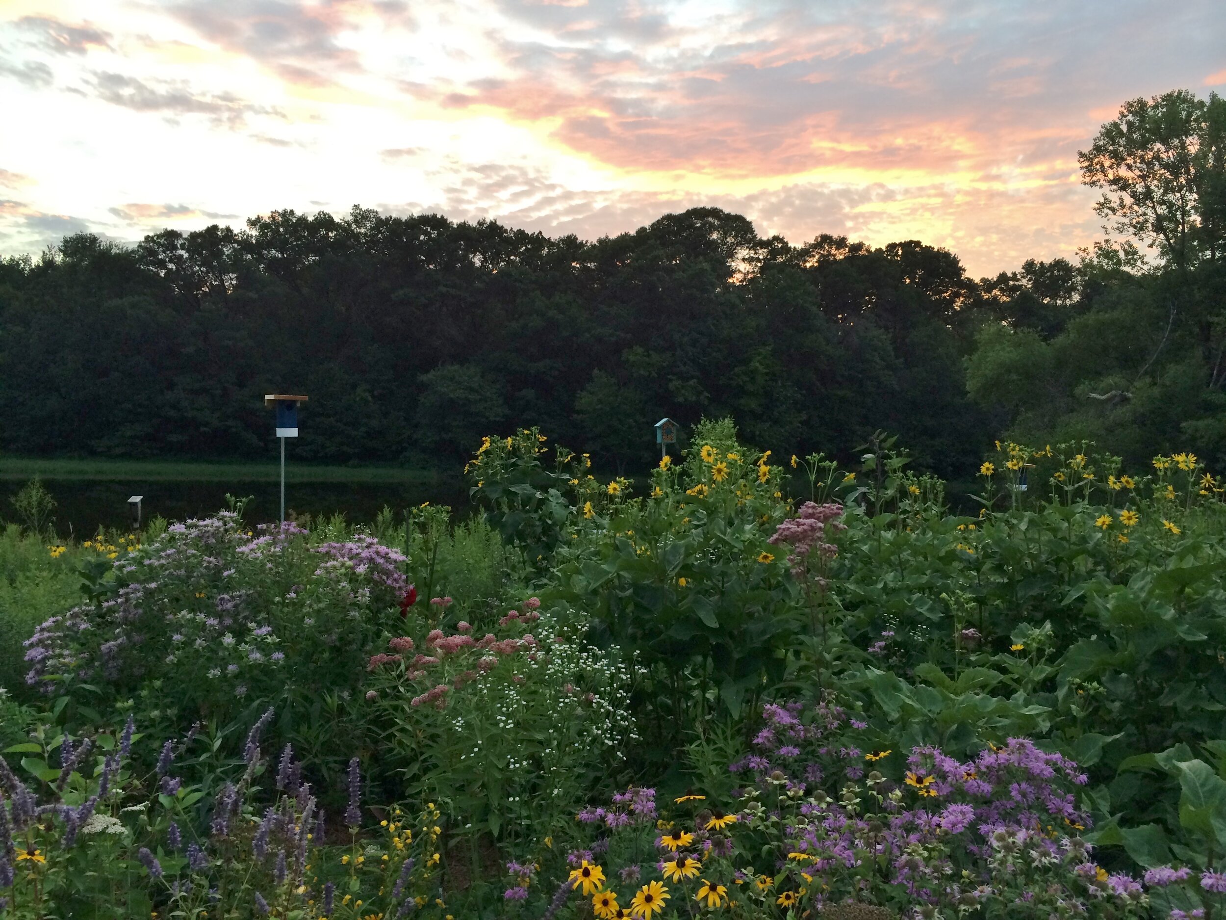 Lake Elmo raingarden