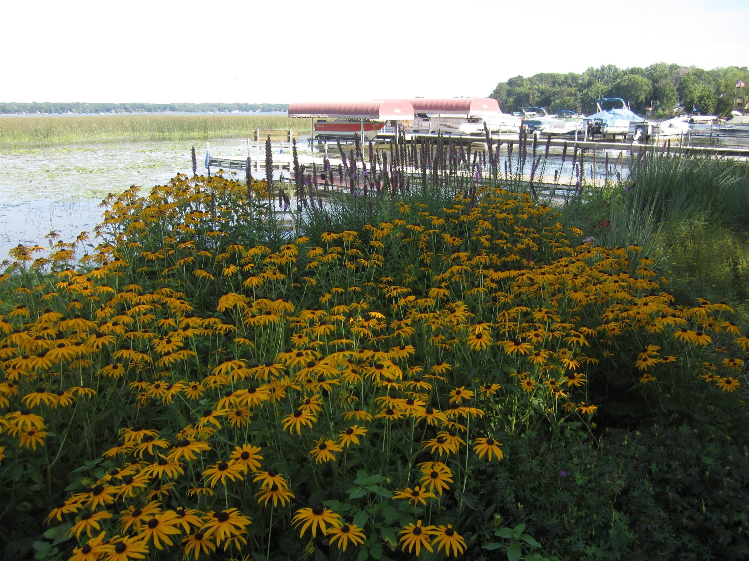 Forest Lake shoreline