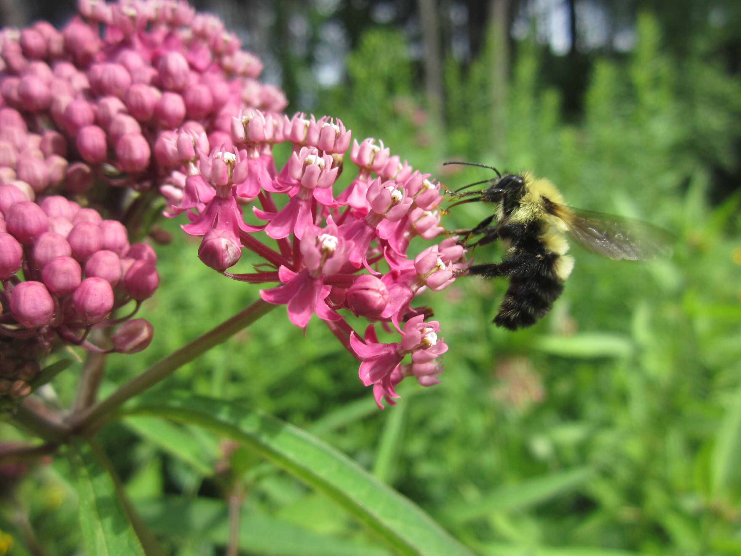 Pollinator plantings